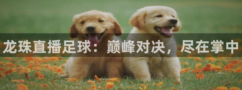 so米直播体育直播：龙珠直播足球：巅峰对决，尽在掌中