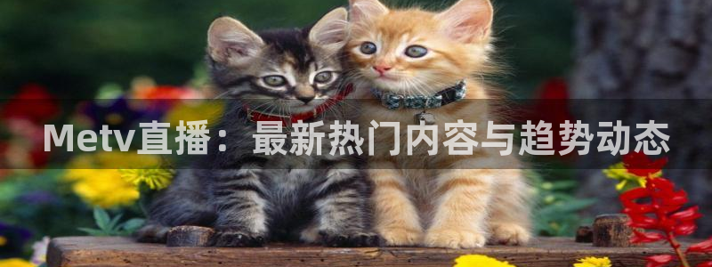搜米so米体育：Metv直播：最新热门内容与趋势动态